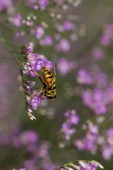 Fly on purple flowers