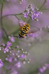 Insect on purple flowers macro