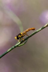 Hoverfly portrait