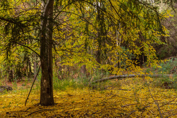 View of English Walnut Tree During Autumn Season