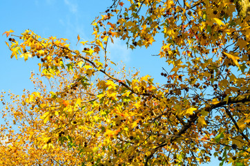 Yellow and green leaves