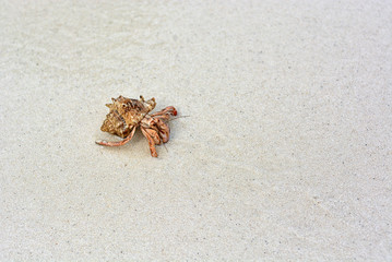 A hermit crab with a shell crawling on the white sand.