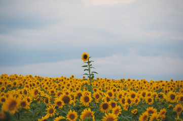 field of sunflowers