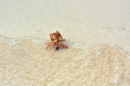 A hermit crab with a shell crawling on the white sand.