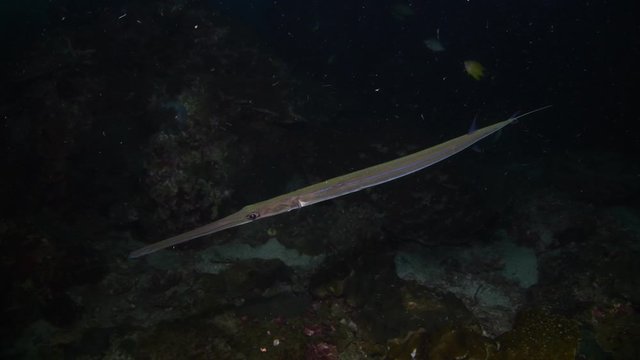 Cornetfish, Fistularia commersonii hunting at night