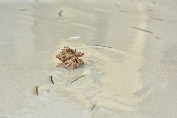 A hermit crab with a shell crawling on the white sand.