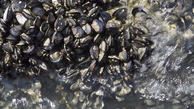 Sea waves hitting wild mussels on rock. Galicia, Spain. Close up