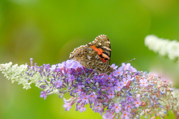 The Painted Lady is sitting with wings open on the flower dows of a butterfly lilac