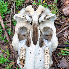 Square frame Bottom close up of white skull with teeth of a dead animal in the wilderness