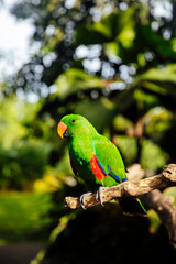 Green eclectus parrot with orange nib and red and blue feathers