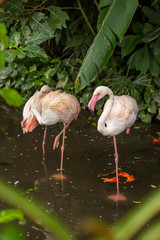 Flamingos in Bali bird park