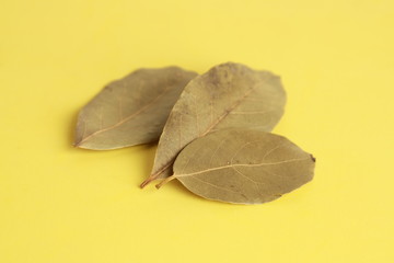 bay leaves in colorful background