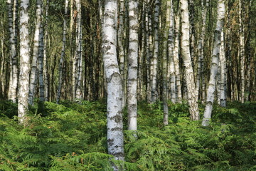 Naklejka premium Birkenwald