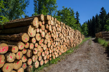 natural resources, fire wood, landscape