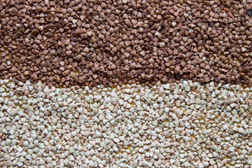 Grain green and brown buckwheat background. Top view.