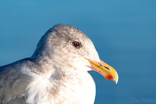 up close segull