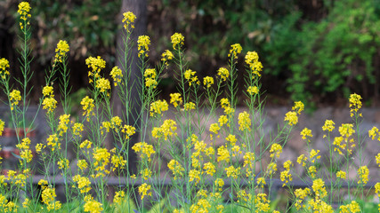 a yellow rape flower that blooms in spring.