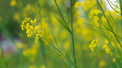 a yellow rape flower that blooms in spring.