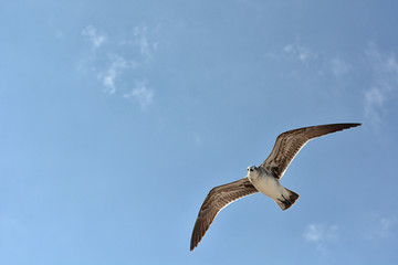 Gull flying with a blue sky background