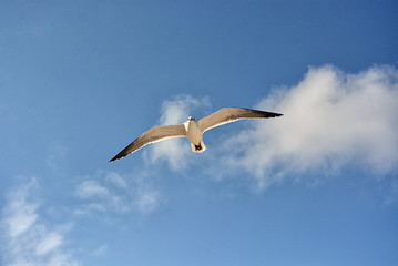 Obraz premium Gull flying with a blue sky background