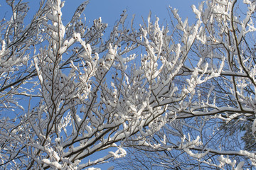 Snow-covered branches of a tree in winter