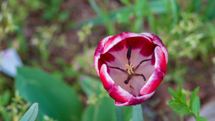 colorful tulips, flowers blooming in spring.