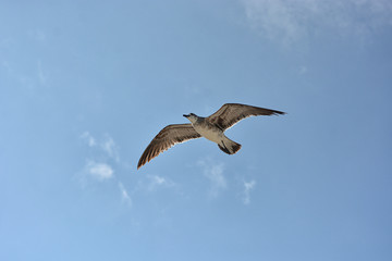 Gull flying with a blue sky background