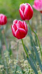 colorful tulips, flowers blooming in spring.