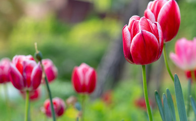 colorful tulips, flowers blooming in spring.