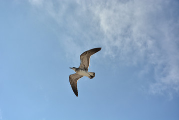 Gull flying with a blue sky background