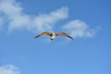 Gull flying with a blue sky background