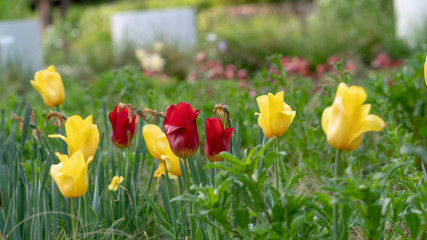 colorful tulips, flowers blooming in spring.