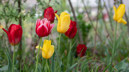 colorful tulips, flowers blooming in spring.