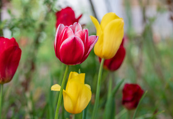 colorful tulips, flowers blooming in spring.