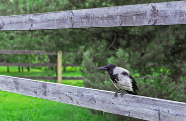 Obraz na płótnie Canvas Crow on a wooden fence in the countryside.