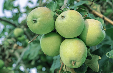 Apple tree with red-green apples on the branches.