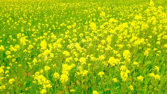 Rapeseed flowers in a field of wildflowers gently shaking in the wind during a beautiful springtime day.