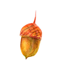 Watercolor illustration with acorn.