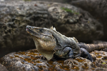 A large iguana sunbathes on a gray limestone rock close-up.
