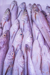 different types of fresh fish on ice in a fish market