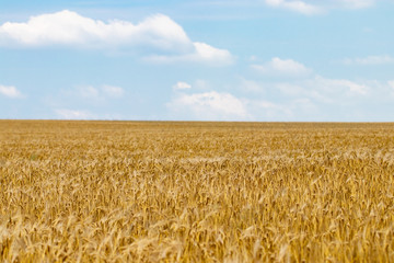 Wheat field. Ears of golden wheat close up. Background of ripening ears of meadow wheat field