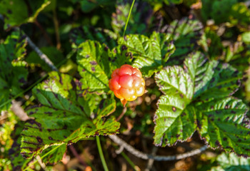 A ripe orange cloudberry fruit. Season: Summer. Location: Western Siberian taiga.