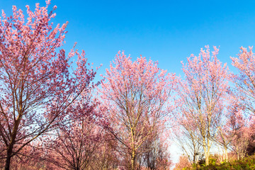 Obraz na płótnie Canvas Pink Wild Himalayan cherry flowers on branch with blue sky (Thailand's sakura or Prunus cerasoides), known as Nang Phaya Sua Khrong in Thai at Phu Lom Lo mountain, Loei, Thailand.
