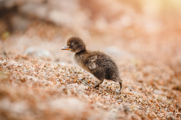 chick duck is sitting in grass of forest, rescue from fire and pollution