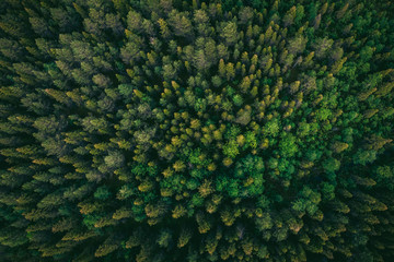 Drone photography summer green trees in forest Finland aerial top view