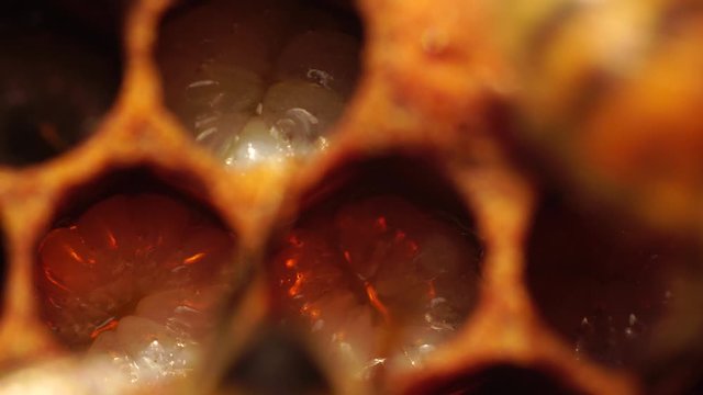 Baby bees - Honey bee larvae in open cells macro. Honeybee Brood. The Larval and Pupal Reproduction and Development