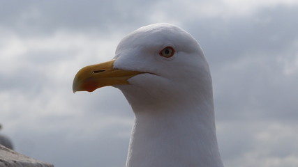 a cute seagull by the river