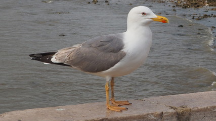 a cute seagull by the river