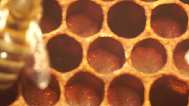 Baby bees - Honey bee larvae in open cells macro. Honeybee Brood. The Larval and Pupal Reproduction and Development