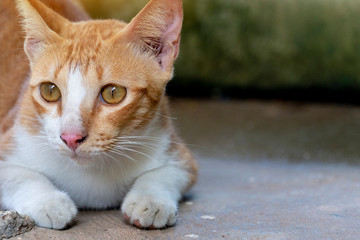 The little orange cat lying on the cement floor.